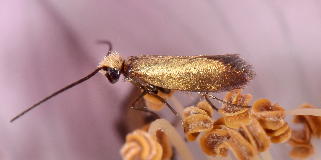 Micropterix sp? S: Micropterix garganoensis (cfr.)  - Micropterigidae